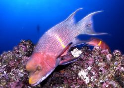 A rainbow hog fish in Galapagos by David Spiel 